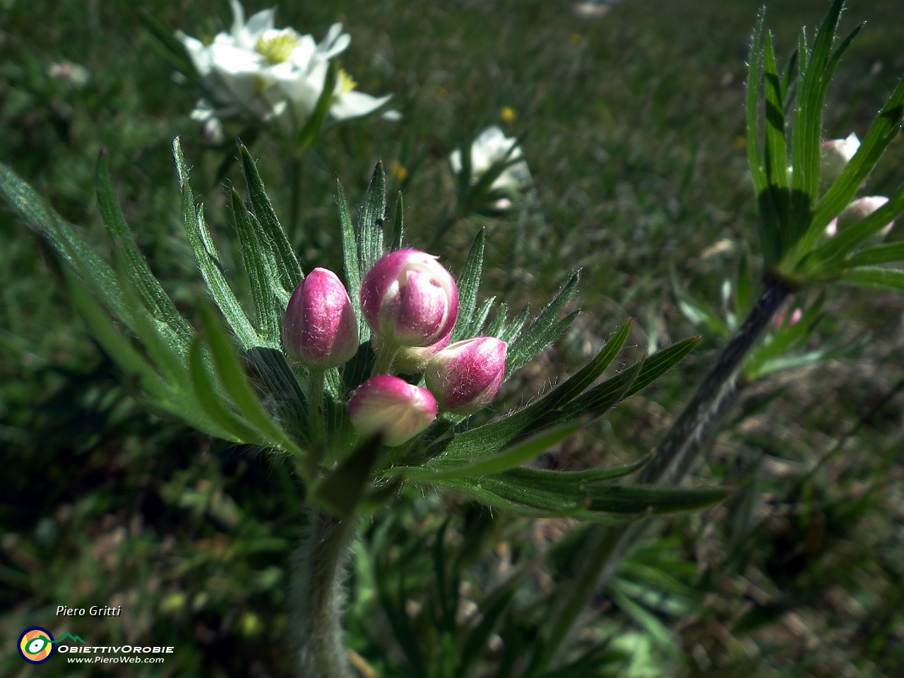 12 Anemone narcissino (Anemone narcissiflora) in bocciolo....JPG